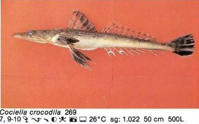 Cociella crocodila
